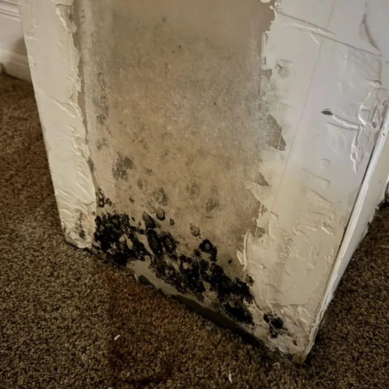 Professional Mold Removal in Fayette County, WV